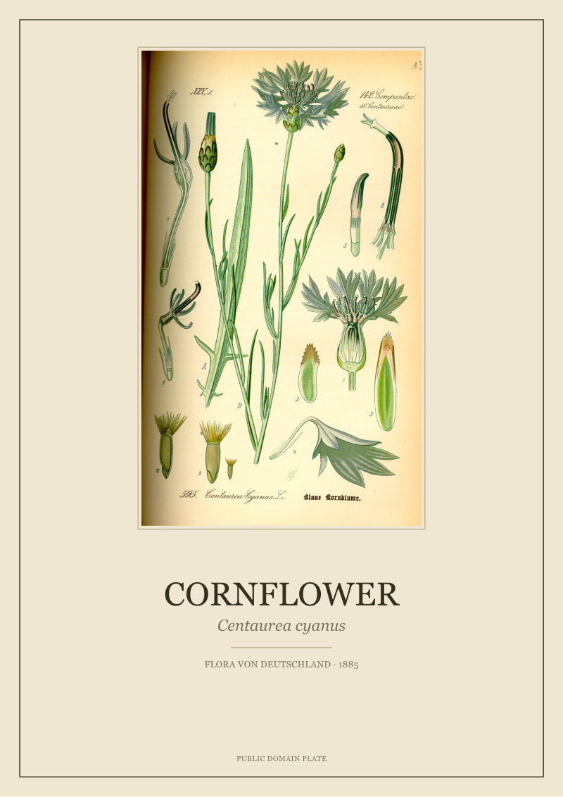 Cornflower