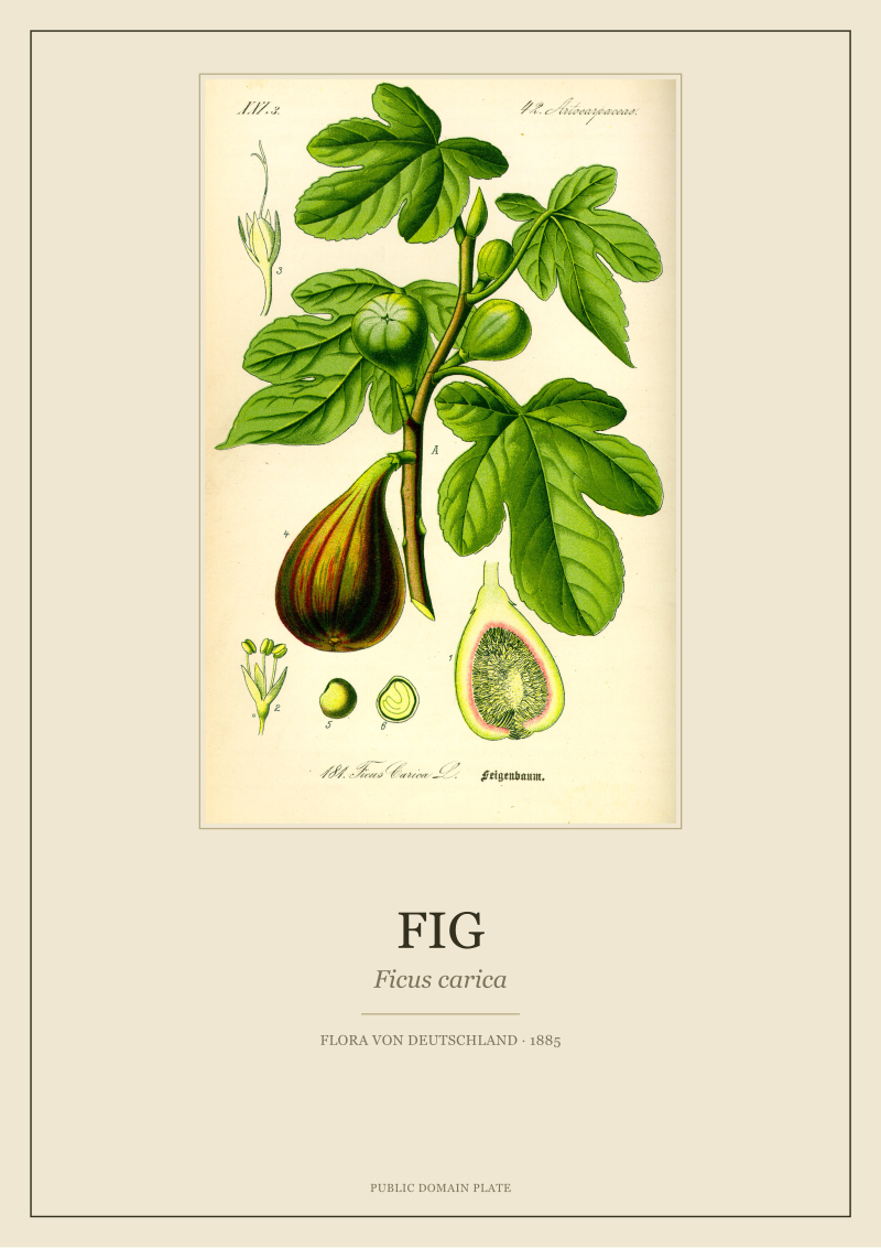 Fig