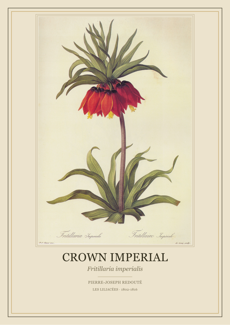 Crown Imperial