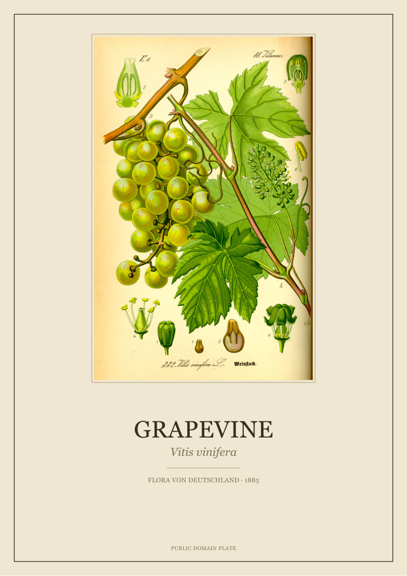 Grapevine