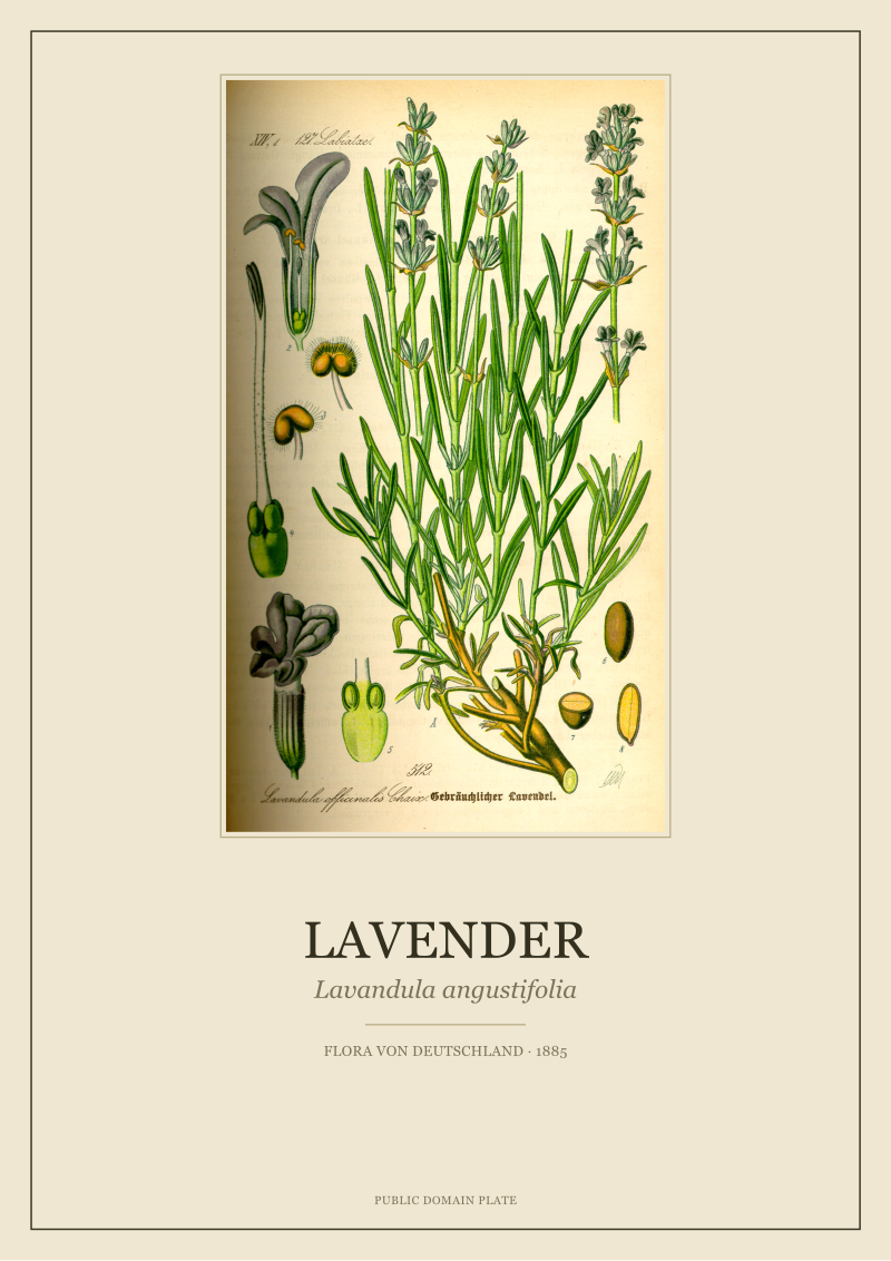 Lavender