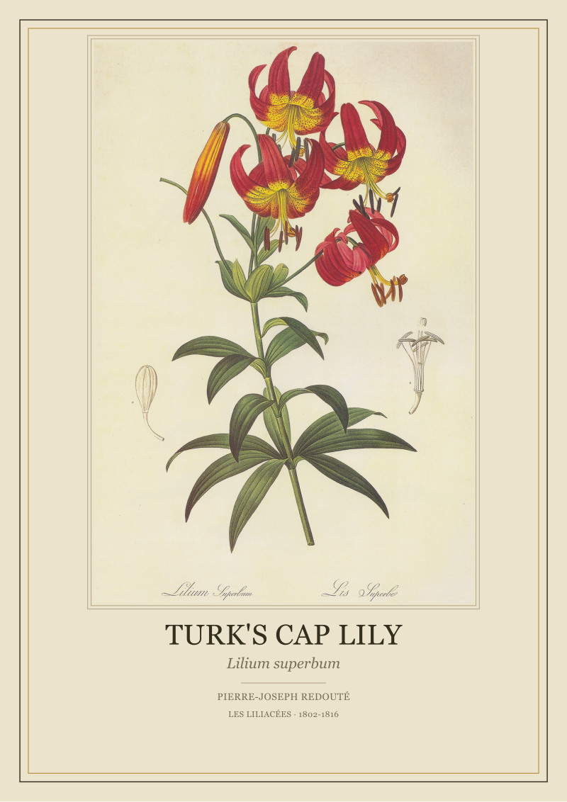 Turk's Cap Lily