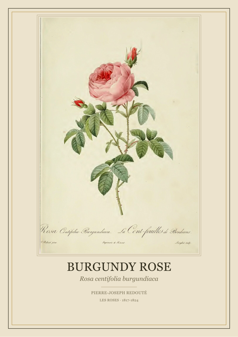 Burgundy Rose