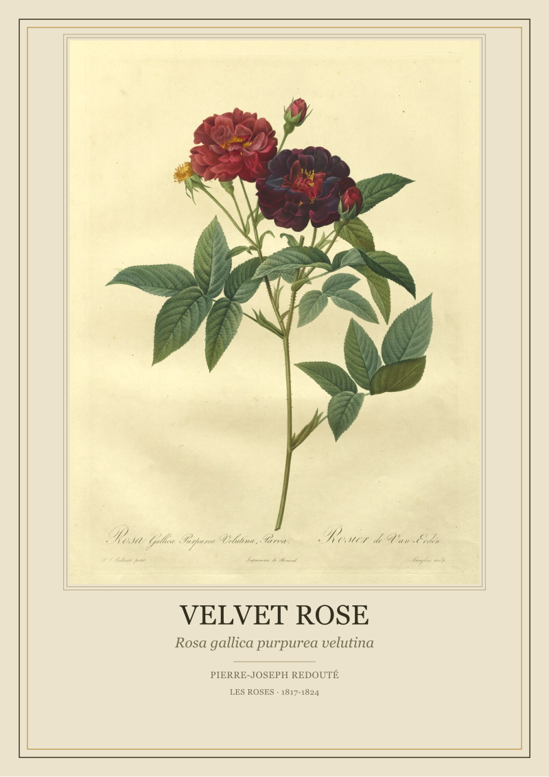 Velvet Rose