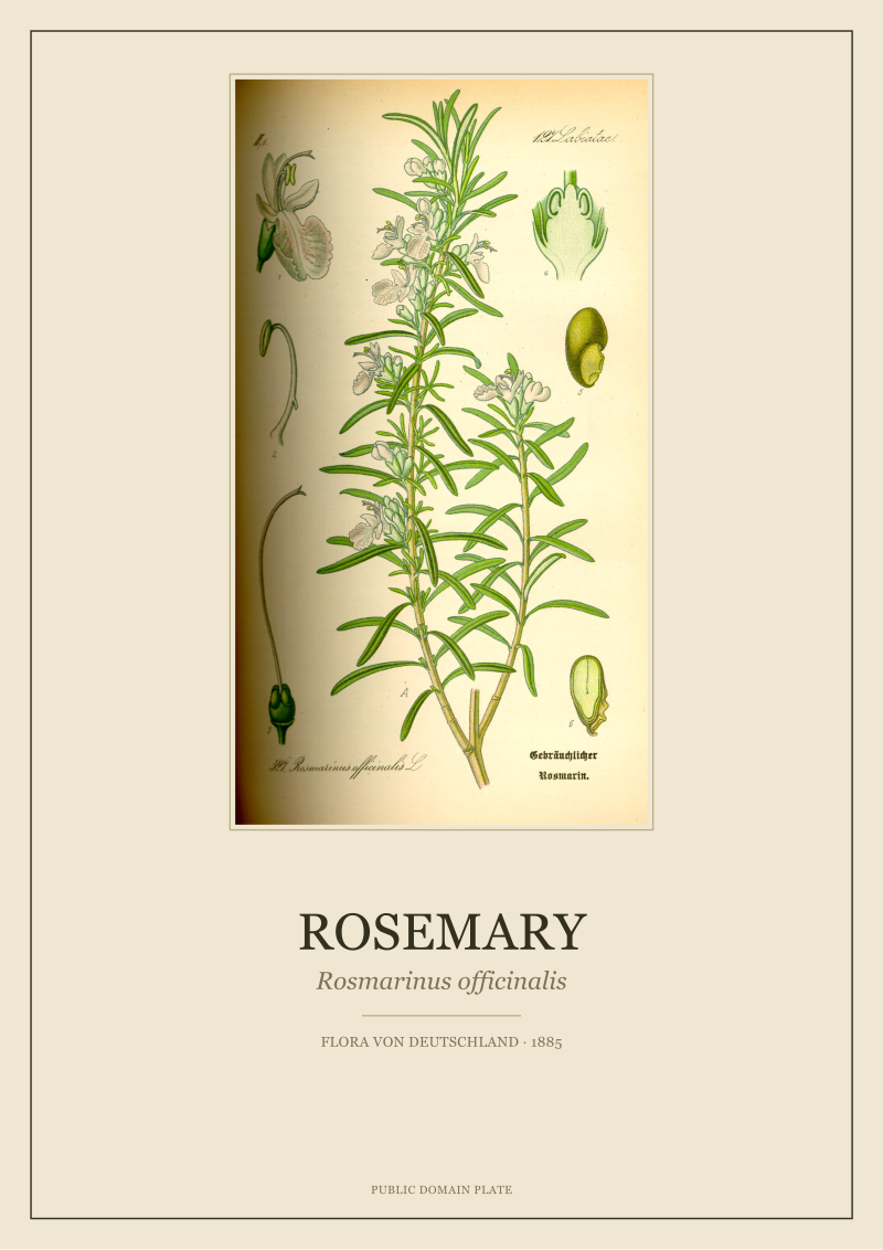Rosemary